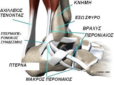 Κεφάλαιο 3ο ΠΟΔΟΚΝΗΜΙΚΗ ΑΡΘΡΩΣΗ Γενικά Ο όρος ποδοκνημική άρθρωση, ειδικά, αποδίδεται στην αστραγαλοκνημιαία (talocrural) άρθρωση που είναι η άρθρωση μεταξύ του αστραγάλου και του περιφερικού