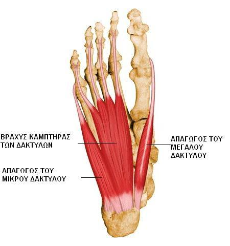 ΑΝΤΙΘΕΤΙΚΟΣ ΤΟΥ ΜΙΚΡΟΥ ΔΑΚΤΥΛΟΥ Έκφυση Από το μακρό πελματικό σύνδεσμο και από το τενόντιο έλυτρο του μακρού περονιαίου.