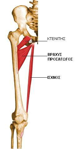 Από τον πρόσθιο κλάδο του θυροειδούς νεύρου(ο2-ο4). Ενέργεια-Λειτουργικότητα Ο μακρός προσαγωγός μυς κάνει προσαγωγή, κάμψη και έξω στροφή (Πουλής).