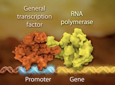 Γενικοί μεταγραφικοί παράγοντες Στους ευκαρυώτες, η μεταγραφή ρυθμίζεται από πολλές πρωτεΐνες που ονομάζονται ρυθμιστικοί παράγοντες.