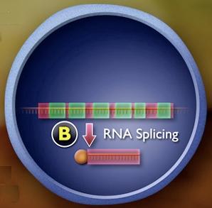 B: Επεξεργασία του RNA Στους ευκαρυώτες, τα μετάγραφα RNA επεξεργάζονται σε mrna, το οποίο εξέρχεται του πυρήνα για τη μετάφραση.
