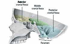 25 Οστά της βάσης του κρανίου, έσω όψη Πρόσθιος κρανιακός βόθρος Μέσος κρανιακός βόθρος Οπίσθιος κρανιακός βόθρος Mετωπορινική δοκός αντιστήριξης Πρόσθια εγκάρσια δοκός αντιστήριξης Πτερυγοειδής