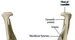 Κάτω Γνάθος & Yοειδές Oστό υχένας κάτω γνάθου Κεφαλή (κόνδυλος) κάτω γνάθου Λοξή Κονδυλοειδής Κορωνοειδής Κλάδος της κάτω γνάθου Φατνιακό τμήμα της κάτω γνάθου Κεφαλή της κάτω γνάθου Γενειακό Φατνία