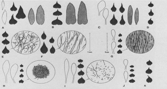 scardica, F : S. scardica ssp.