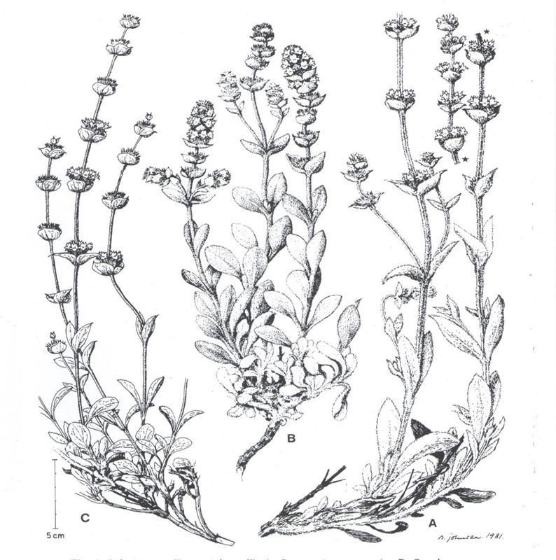 1 o ΚΕΦΑΛΑΙΟ : ΤΣΑΙ ΤΟΥ ΒΟΥΝΟΥ (Sideritis ssp.) Εικόνα 1-6: Sideritis spp. ( mountain tea ). A: S. raeseri ssp. raeseri - B: S. Euboea. C: S. syriaca [11] 1.3.
