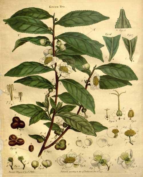 2 ο ΚΕΦΑΛΑΙΟ : ΠΡΑΣΙΝΟ ΤΣΑΙ (Camellia sinensis) της συγκομιδής είναι να συλλέγονται όλοι οι βλαστοί που παράγουν είτε δύο φύλλα και έναν οφθαλμό είτε τρία φύλλα και έναν οφθαλμό.