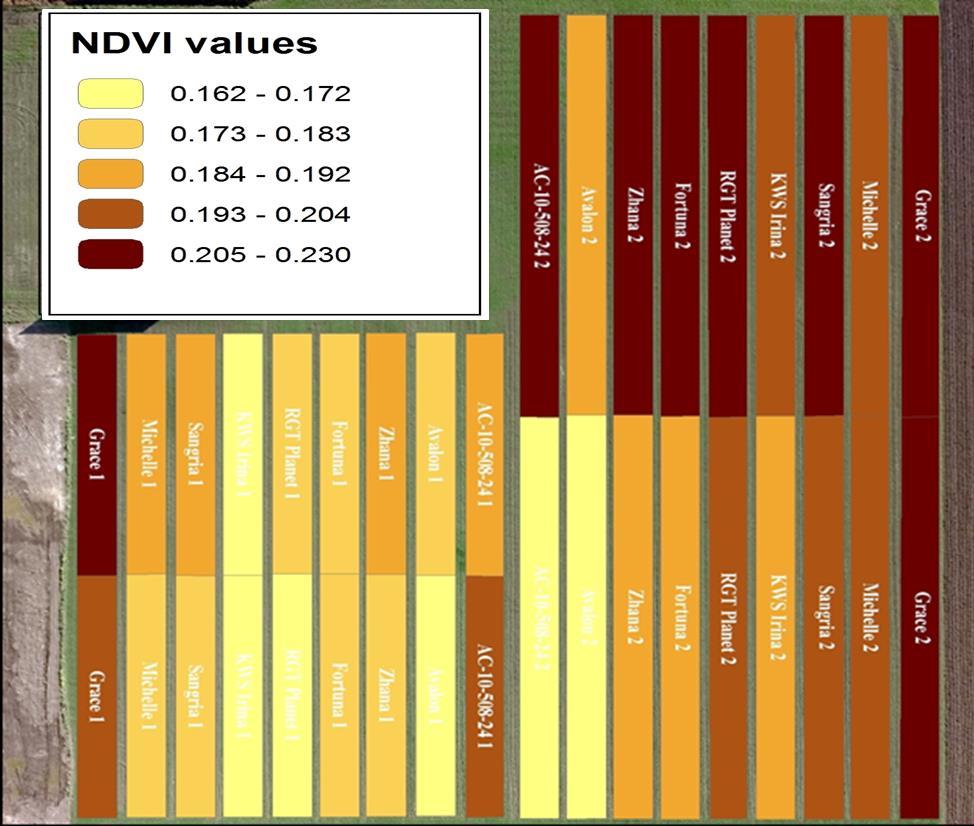 Εικόνα 3.6.1 Χαρτης απεικονισης των τιμων NDVI σε κάθε πειραματικο τεμαχιο κατά το σταδιο του αδελφώματος (ημ. ληψης 9/2/2016).