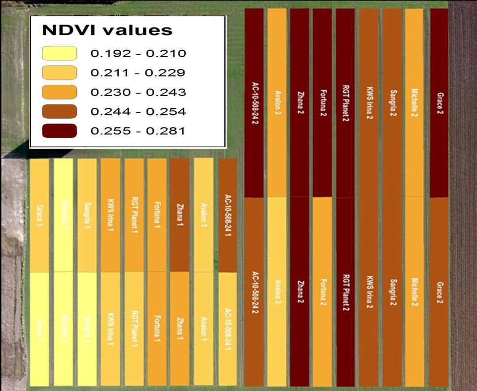 Εικόνα 3.6.2 Χαρτης απεικονισης των τιμων NDVI σε κάθε πειραματικο τεμαχιο κατά το σταδιο του καλαμώματος (ημ. ληψης 30/3/2016).