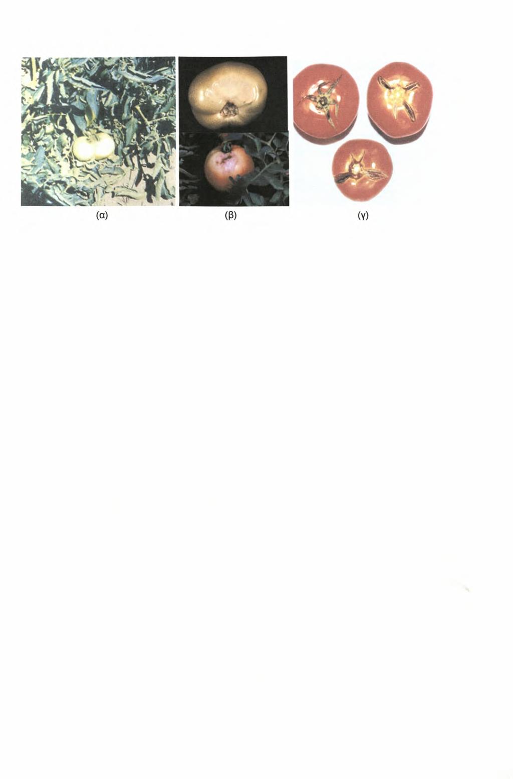 Υπαίθρια Καλλιέργεια Τοαάτας Εικόνα 1. Καρποί τομάτας με εγκαύματα (α), (β) και με σχίσιμο (γ) Μέτρα που προτείνονται για την αποφυγή του σχισίματος: α.