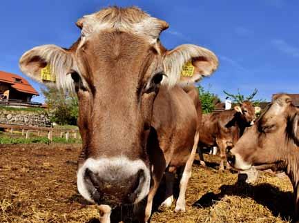 ΜΑΪΟΣ 2018 #98 ΔΙΑΤΡΟΦΗ / 47 για το Σε κίνδυνο η αγελαδοτροφία και η αιγοπροβατοτροφία Τις έντονες ανησυχίες της για όσα συμβαίνουν στο χώρο του γάλακτος και του κρέατος, εκφράζει με ανοιχτή επιστολή