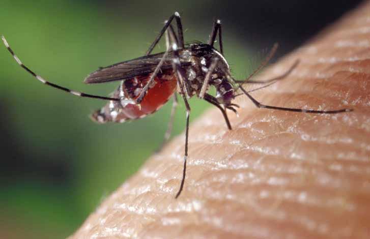 για το 56 / ΥΓΕΙΑ #98 ΜΑΪΟΣ 2018 Πώς να προστατευτείτε από τα κουνούπια Τα κουνούπια, που έχουν ήδη κάνει την εμφάνισή τους λόγω των υψηλών θερμοκρασιών, εκτός από την ανεπιθύμητη φαγούρα, ευθύνονται