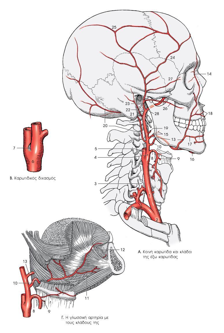 ΣΥΣΤΗΜΑΤΙΚΗ ΚΥΚΛΟΦΟΡΙΑ 25 Στον καρωτιδικό κόλπο βρισκεται και το καρωτιδκό