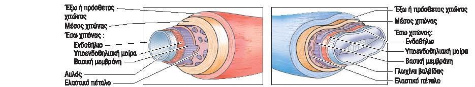 Αιμοφορα αγγεία Τα περισσότερα αγγεία εχουν τρεις χιτώνες 1.εσω χιτωνας (εσωτερική επένδυση από μονήρη στιβάδα αποπλατυσμένων κυττάρων, το ενδοθήλιο) 2.