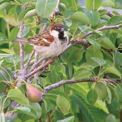 Passeridae, Passer domesticus).