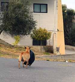 γάτα (Felis catus) ο πληθυσμός των οποίων (σύμφωνα με εκτιμήσεις της Πανελλαδικής Φιλοζωικής & Περιβαλλοντικής Ομ