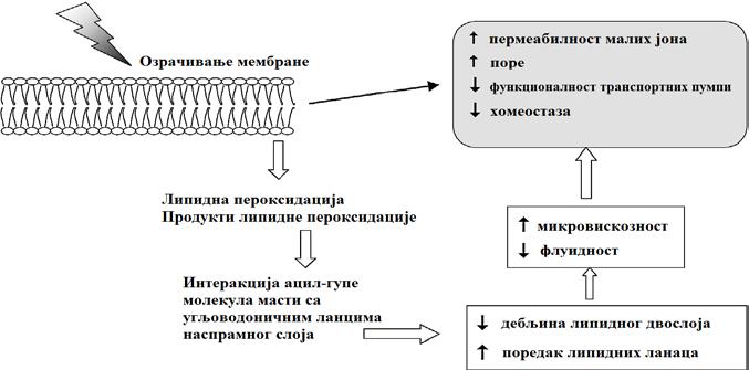 појаву хромозомске и геномске нестабилности 2,3.