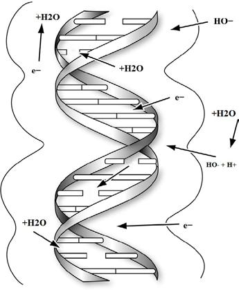 Слика 5. Механизми деловања слободних радикала на молекул ДНК (Извор: Lehnert, Shirley. Biomolecular action of ionizing radiation. Series in medical physics and biomedical engineering.