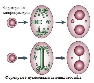 Ацентричне аберантне фигуре могу бити формиране независно (самостално) од претходно описаних аберација и у том случају означени су као прекобројни ацентрични фрагменти.