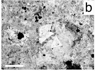 Figure 11. Microphotos of a) sharp alunite in altered andesite b)zunite crystals in altered andesite (Alderton and Serafimovski, 2007).