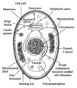 ανάλογα με την αναπαραγωγή τους sac fungi (Ascomycetes) club fungi (Basidiomycetes) imperfect fungi