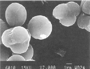 τάξης των imperfect fungi αναπαράγονται μέσω αγενούς πολλαπλασιασμού Πραγματοποιείται με τη δημιουργία εκβλαστημάτων Όταν οι σποριοπαραγωγικές ζύμες (διπλοειδή κύτταρα)