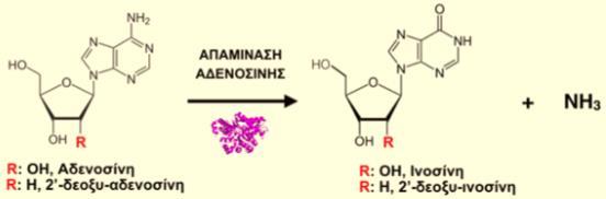 απαμινάση αδενοσίνης (adenosine deaminase, ADA) ένζυμο που εμπλέκεται στον μεταβολισμό των πουρινών καταλύει απαμίνωση αδενοσινο-νουκλεοσιδίων (αδενοσίνης /