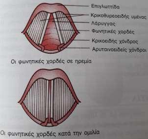 Οι σφηνοειδείς χόνδροι είναι δύο και βρίσκονται μπροστά από τον σύστοιχο κερατοειδή χόνδρο.