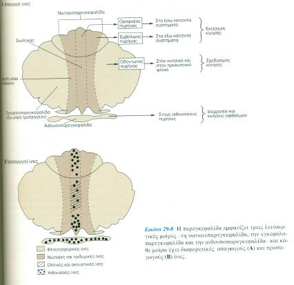 Παρεγκεφαλίδα: Έμμεση ρύθμιση κίνησης 3 λειτουργικές μοίρες: Ο φλοιός της παρεγκεφαλίδας διαιρείται σε 3 ευδιάκριτες στιβάδες: Kύτταρα Purkinje: Χορηγούν τις απαγωγούς ίνες του φλοιού της