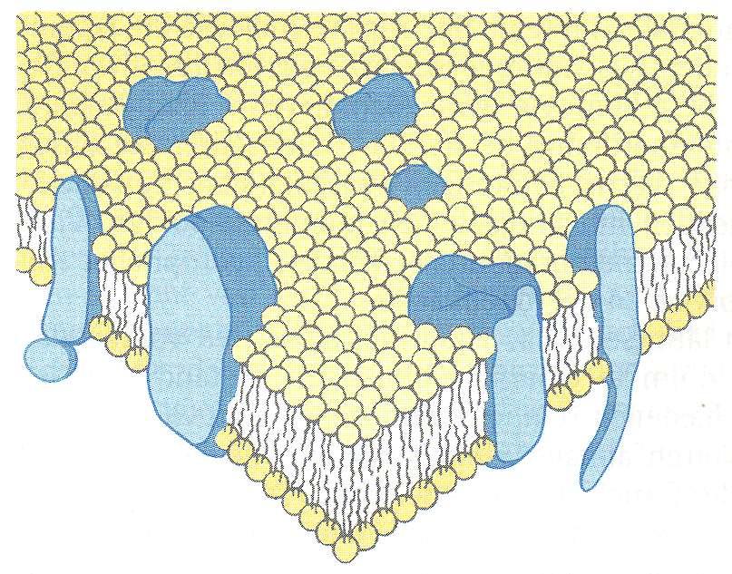 iomembrane so tekoči kristal, zgrajen iz