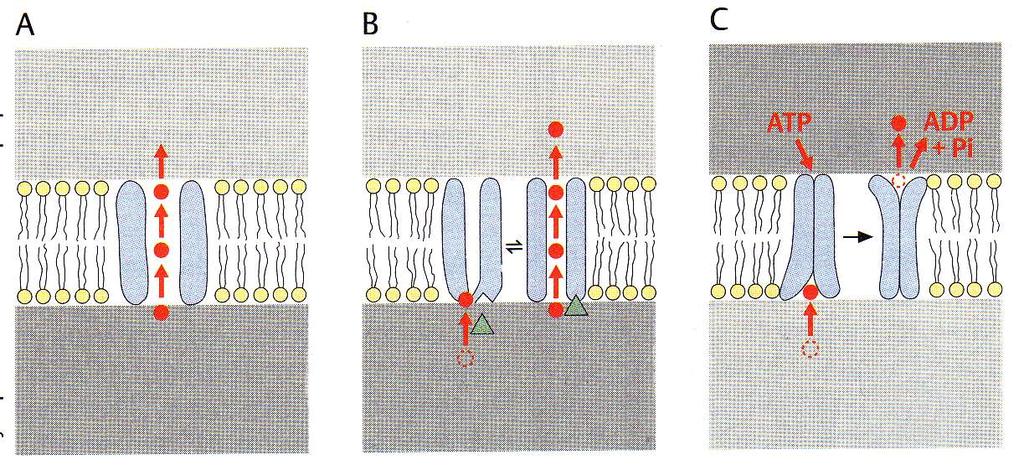 Membrane omogočajo pasivni