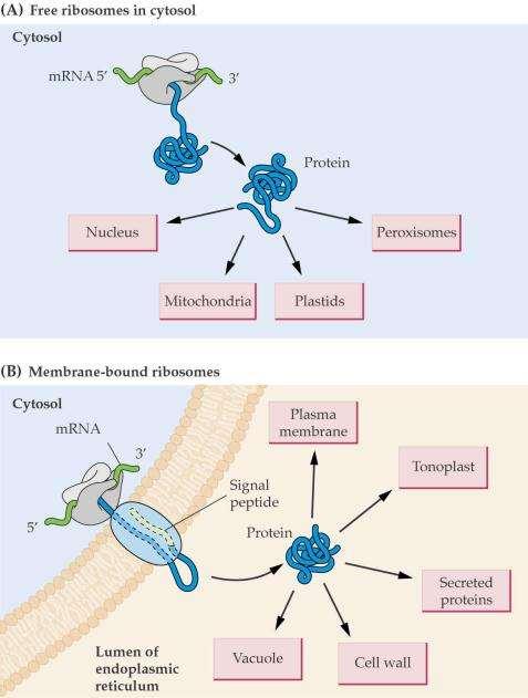 Prikaz sinteze proteinov in