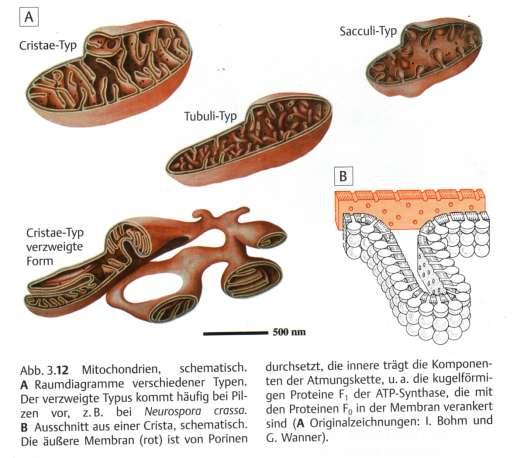 Različni tipi mitohondrijev (kristatni,
