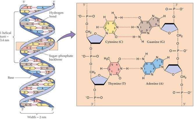 DNK deoksirubonukleinska