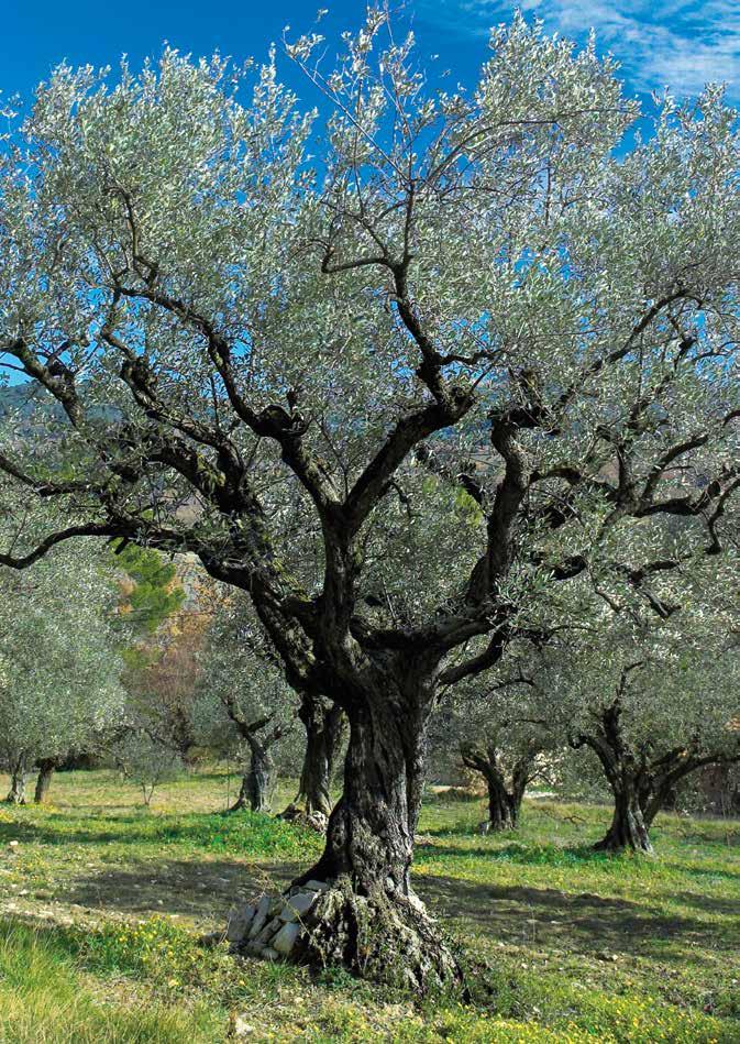 Επιστημονικό Πρόγραμμα Παρασκευή 25 Μαΐου Παράλληλες Συνεδρίες 09:00 11:00 Συνεδρία A: Οργανοληπτική Αξιολόγηση (Αμφιθέατρο Seth Frank) Συντονιστές: Κ. Ζηνοβιάδου, Α.