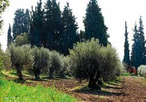 The Krinos Olive Center was established in 2013 to address the needs and promote the success of the olive and olive oil production sector in Greece.