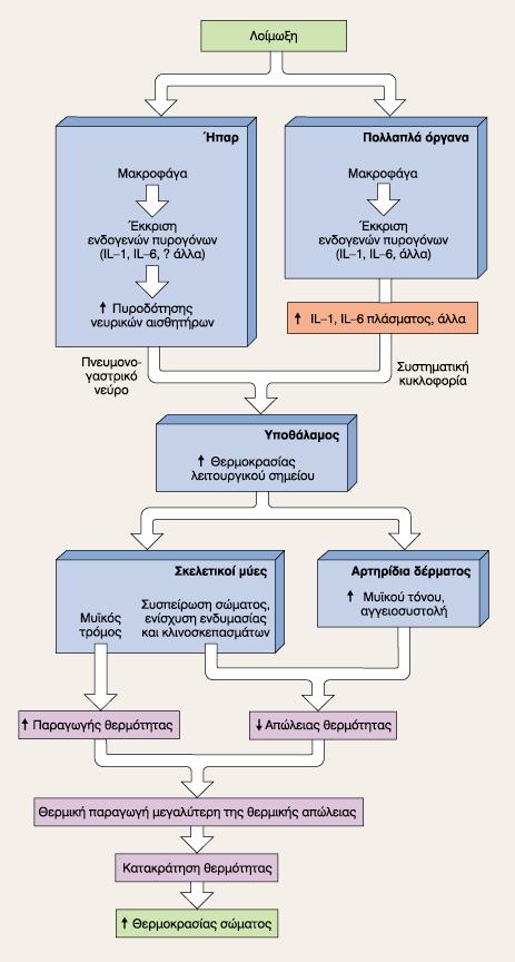 Πυρετός παραγωγή προστανγλανδινών