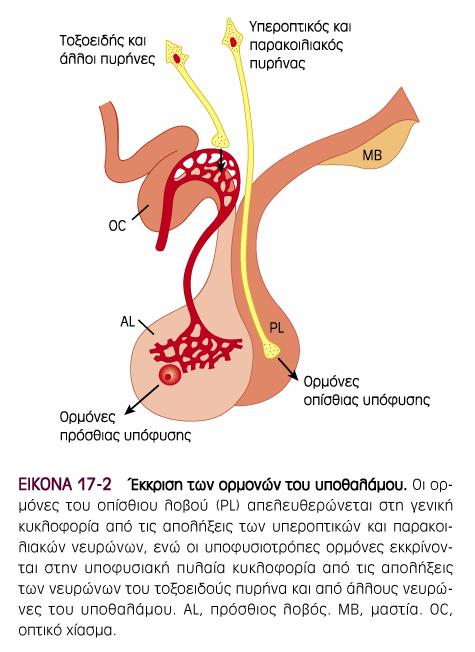 Ρύθµιση της έκκρισης