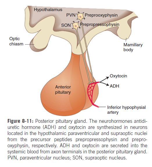 Ορµόνες του Οπίσθιου Λοβού της Υπόφυσης Υπεροπτικός & Παρακοιλιακός πυρήνας υποθαλάµου Aντιδιουρητική