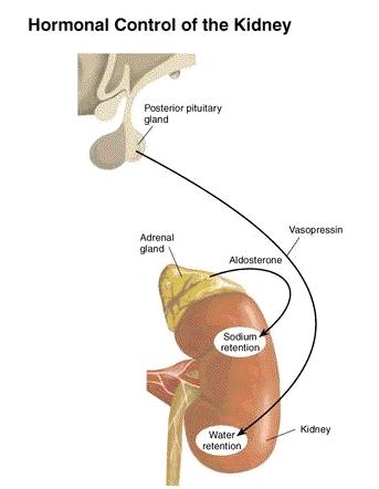 Προκαλεί: Νεφροί κατακράτηση ελεύθερου ύδατος από τους νεφρούς αύξηση της κατά βάρος ωσµογραµµικότητας στα ούρα µείωση της κατά βάρος