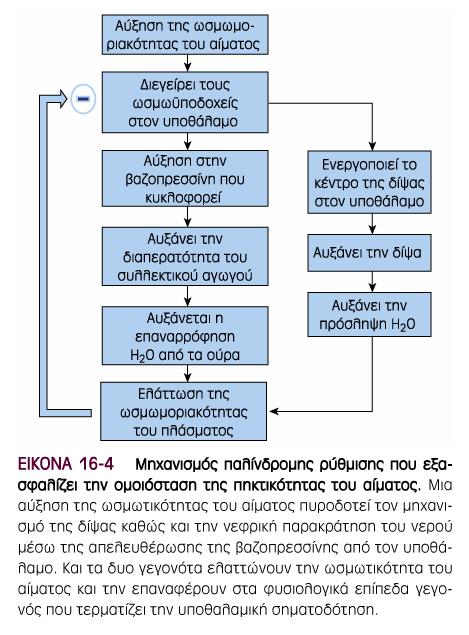 Επαγωγή της έκκρισης ADH Ωσµωυποδοχείς στον υποθάλαµο απόκριση σε µικρές µεταβολές της