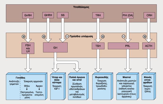 Εκλυτικές & Ανασταλτικές Ορµόνες του Υποθαλάµου Διατοµή του υποφυσιακού µίσχου