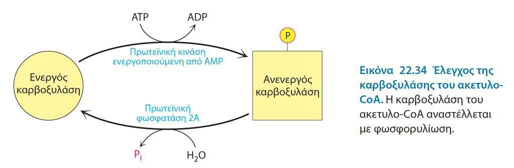 Οη αλαινγίεο αλαθέξνληαη ζηηο ζπγθεληξψζεηο πξντφλησλ κεηαβνιηζκνχ ηνπ ΚΚΟ αιιά θαη πξφδξνκσλ κνξίσλ ηνπο: NADH, ATP, Αθεηπιν-CoA NAD + ADP CoA Παπάδειγμα Γπαμμυηού Μςφκού κςηηάπος:
