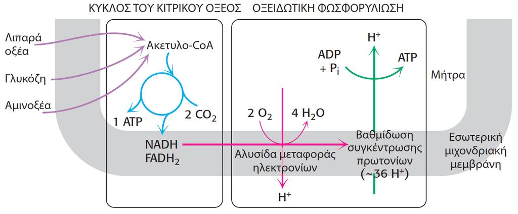 ηελ πξαγκαηηθόηεηα ν θύθινο δελ παξάγεη κεγάια πνζά ATP αιιά αθαηξεη ειεθηξόληα από ην αθεηπιν-coa θαη ηα ρξεζηκνπνηεί γηα ηελ αλάγσγε ησλ NAD + & FAD ζε NADH & FADH 2.
