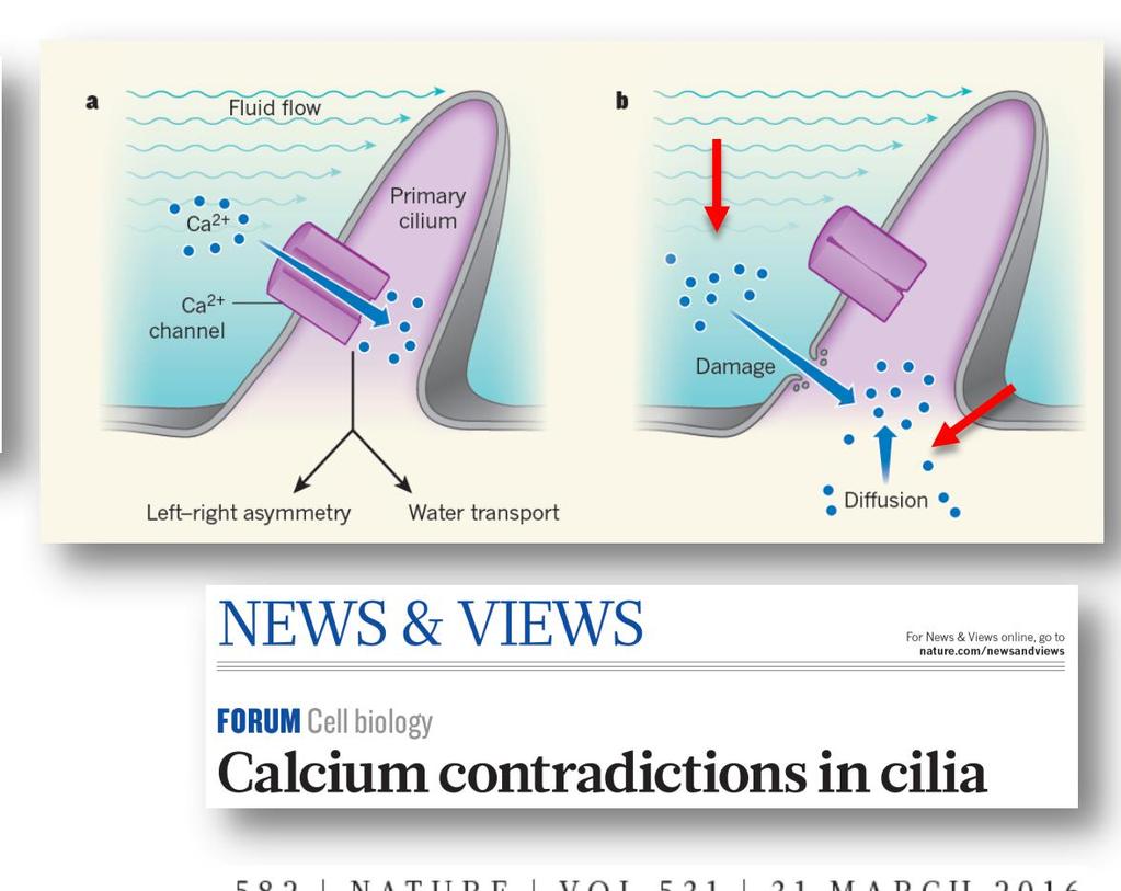 Διαπιστώθηκε πως δεν υπάρχει ροή ασβεστίου προς τα cilia άρα, ούτε και αισθητήριος μηχανισμός των