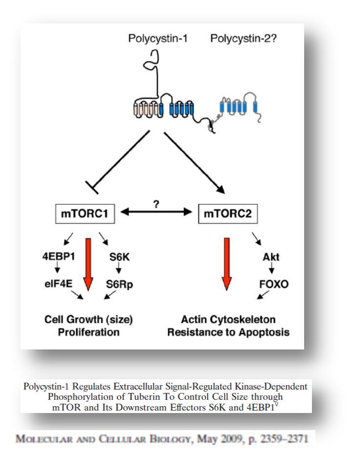 PKD με μεγάλη ενεργοποίηση του mtor και επακόλουθη κυτταρική