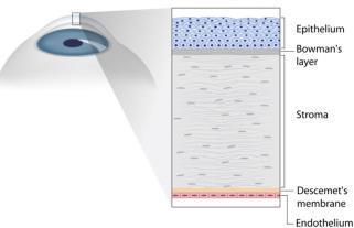 1.3 Κερατοειδής Χιτώνας Ο κερατοειδής χιτώνας καταλαμβάνει το πρόσθιο και διαφανές τμήμα του ινώδη χιτώνα του οφθαλμικού βολβού και αποτελεί το κυριότερο διαθλαστικό μέσο του οπτικού συστήματος του
