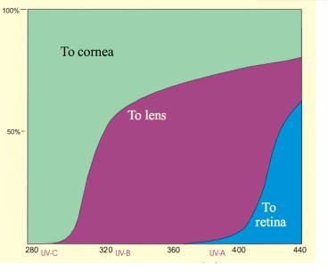 φτάνει «αφιλτράριστη» στον αμφιβληστροειδή. (Πλαϊνης., & Φελώνη., 2015) Εικόνα 25: Απορρόφηση της UV ακτινοβολίας από τον κερατοειδή, κρυσταλλοειδή φακό και αμφιβληστροειδή χιτώνα. (Stockman.