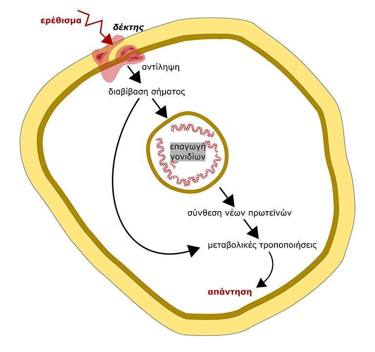 Διαγραμματική απεικόνιση του προτύπου επικοινωνίας ενός φυτικού κυττάρου με
