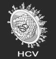 ΟΡΟΛΟΓΙΚΟΙ-ΙΟΛΟΓΙΚΟΙ ΔΕΙΚΤΕΣ HCV Αντισώματα (Αντι-HCV) ELISA