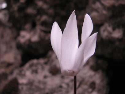 Cyclamen